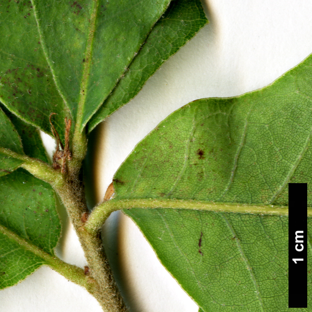 High resolution image: Family: Fagaceae - Genus: Quercus - Taxon: mohriana × Q.stellata